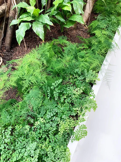 greenery in office, Luxembourg