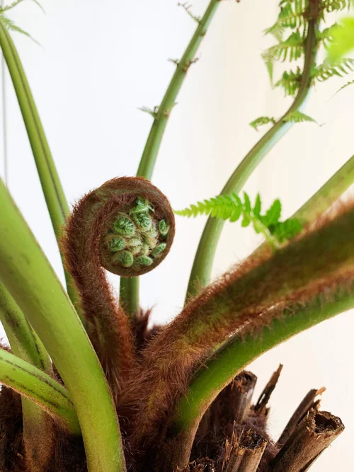 Dicksonia antarctica