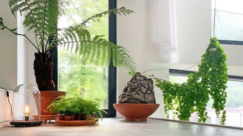 greenery in privat house, Luxembourg