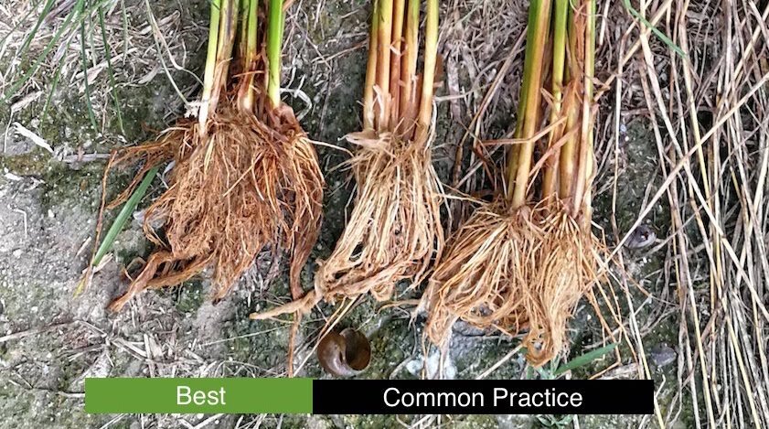  Healthy root system with large root mass 