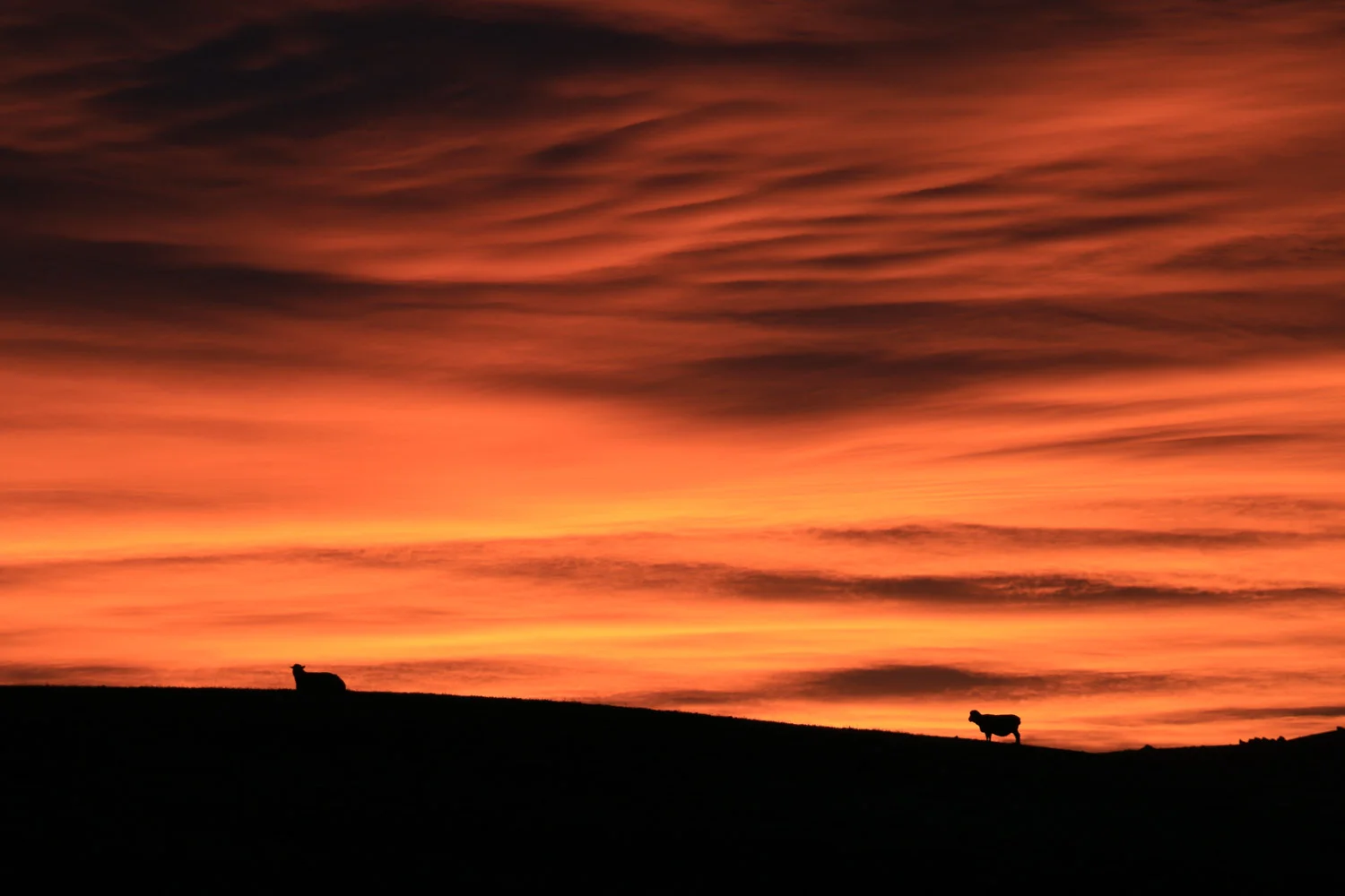 sunset-sheep
