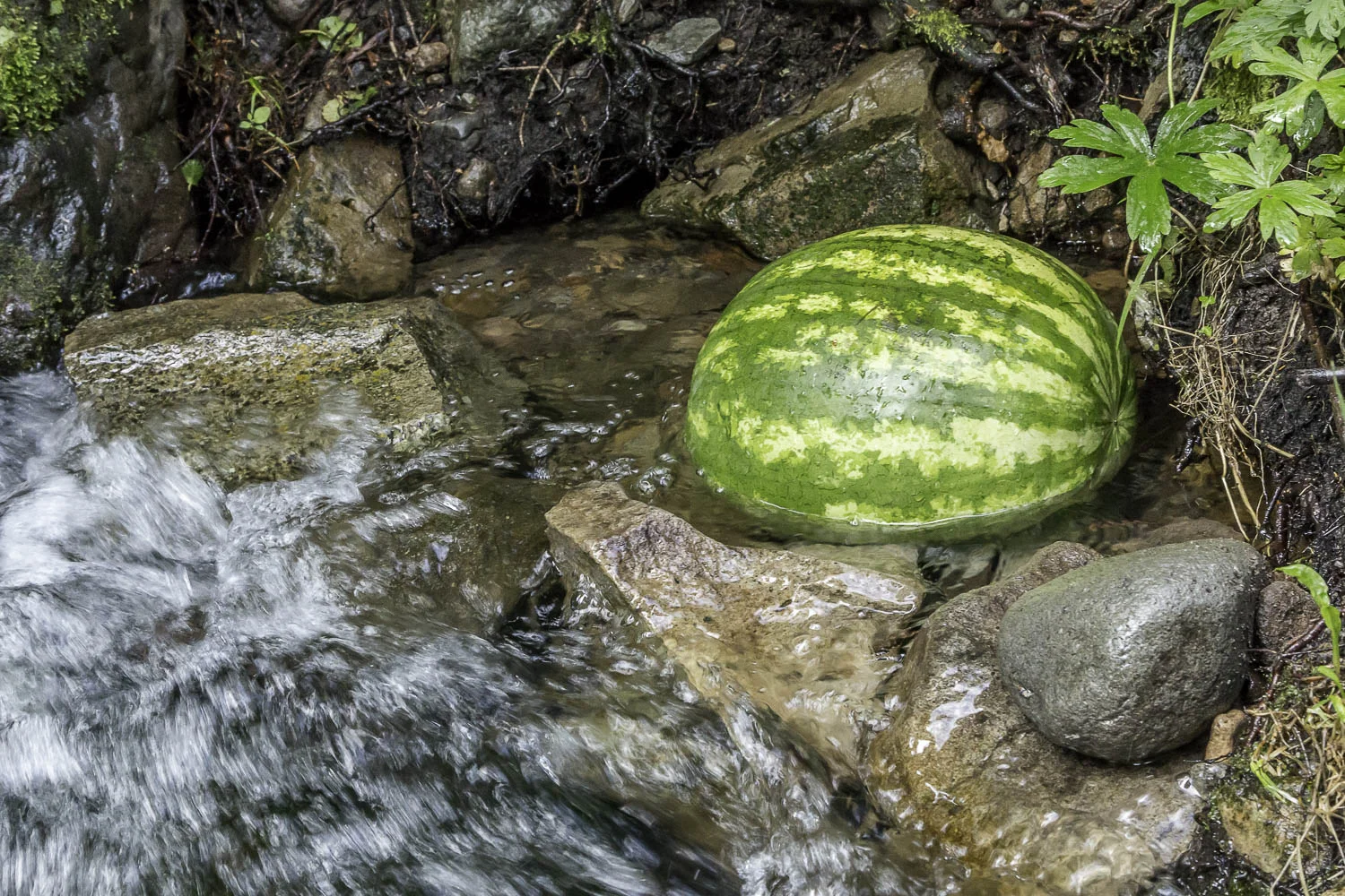 watermelon-chilling