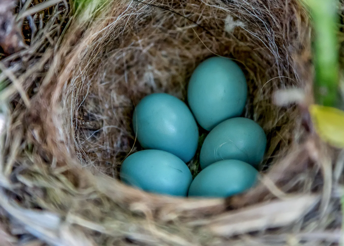 Thrush-bird-eggs