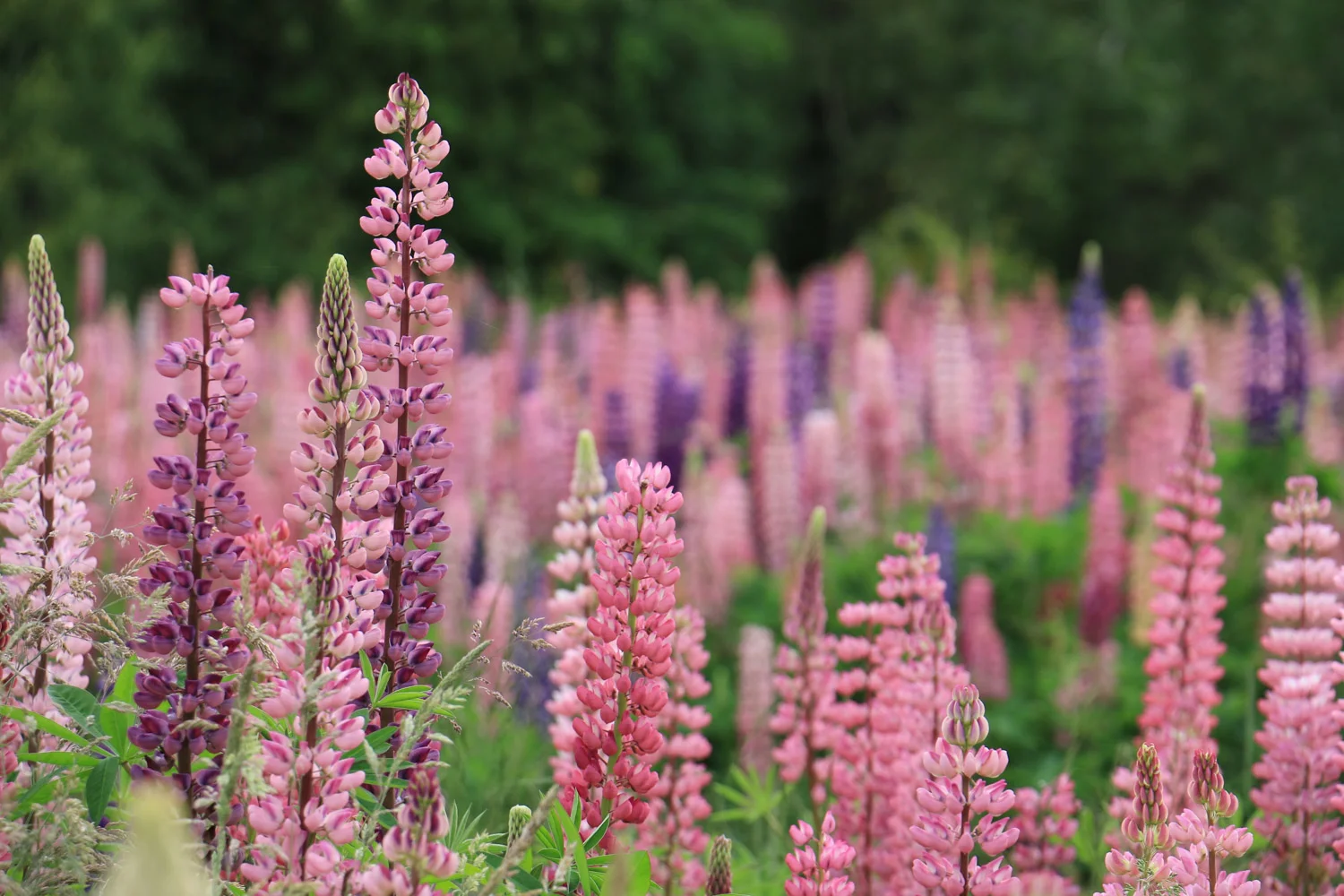 lupines