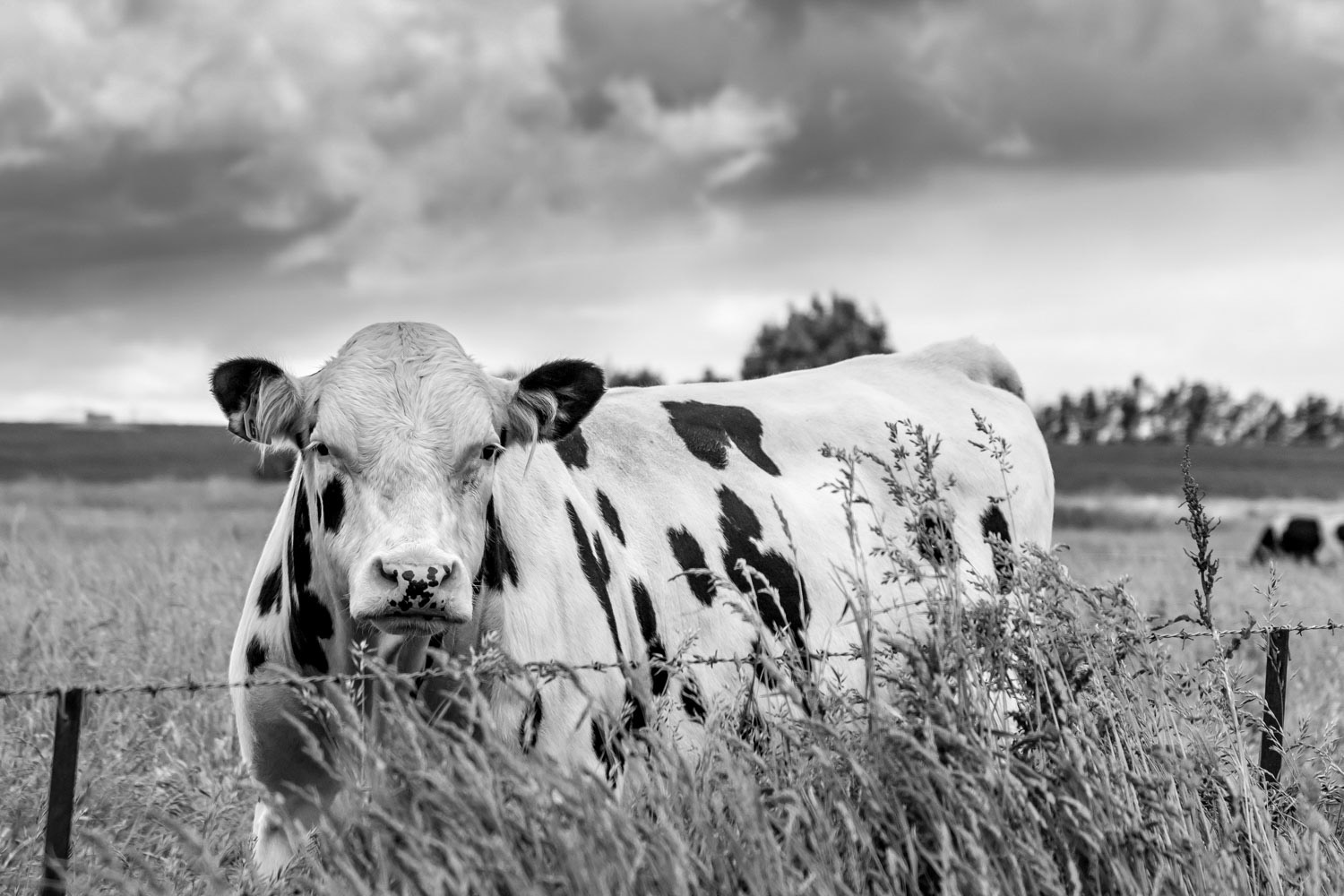 spotty-bull-b-w