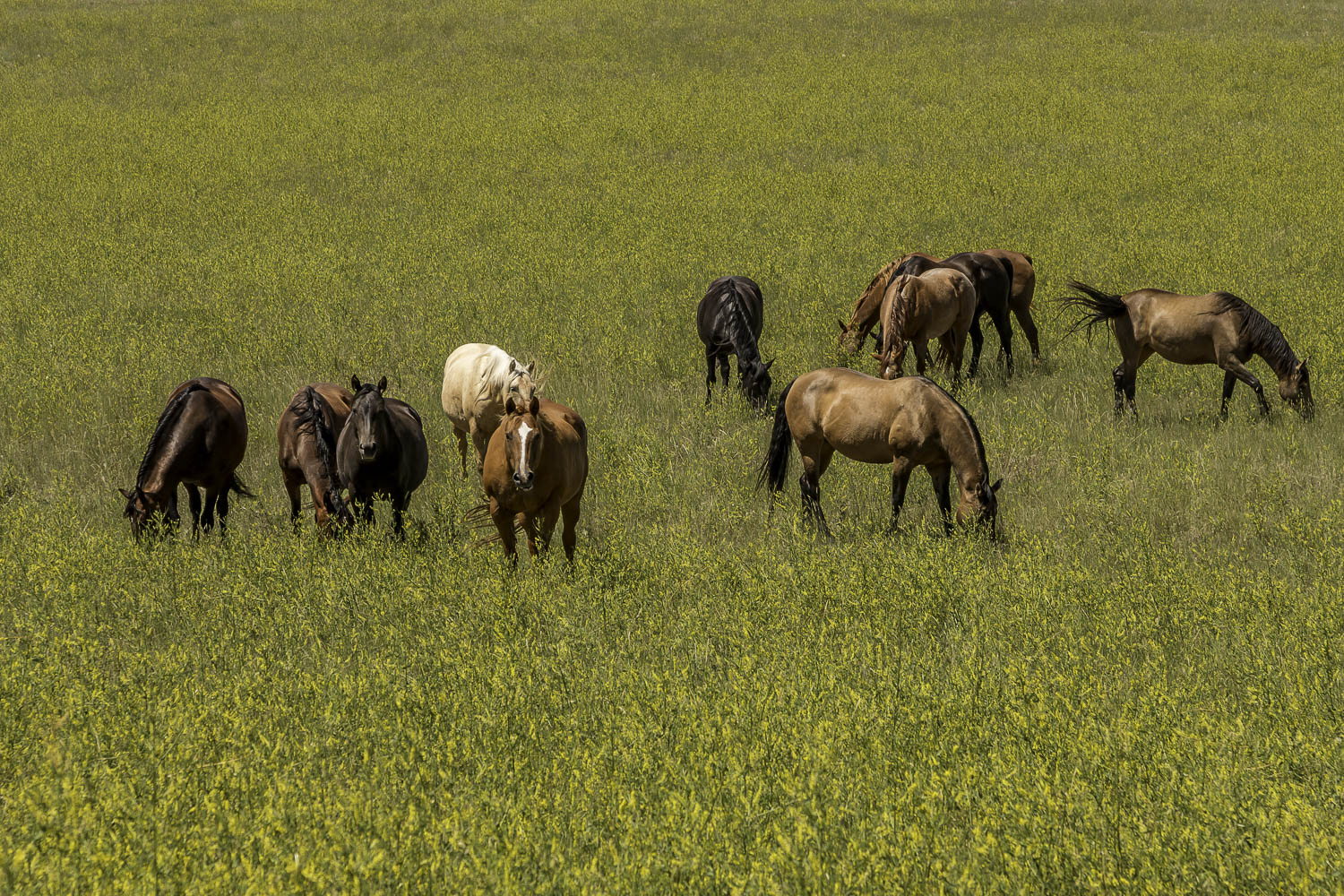 grazing-herd