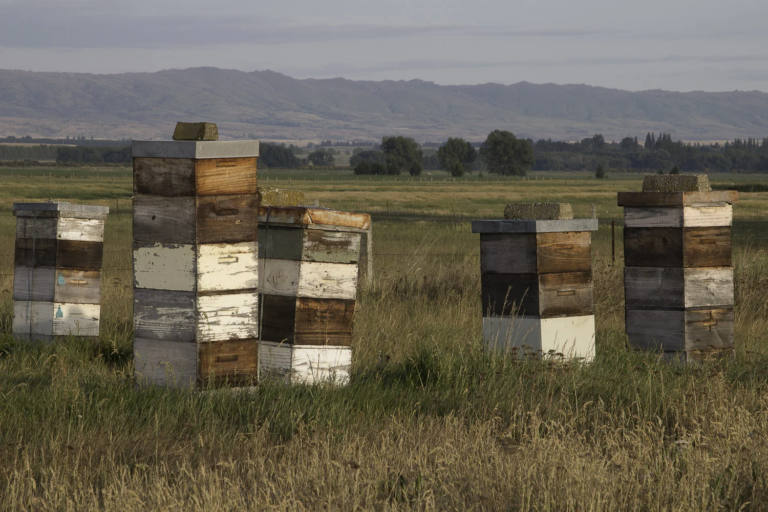 beehives