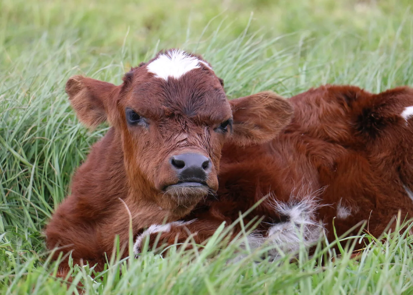 grumpy-calf
