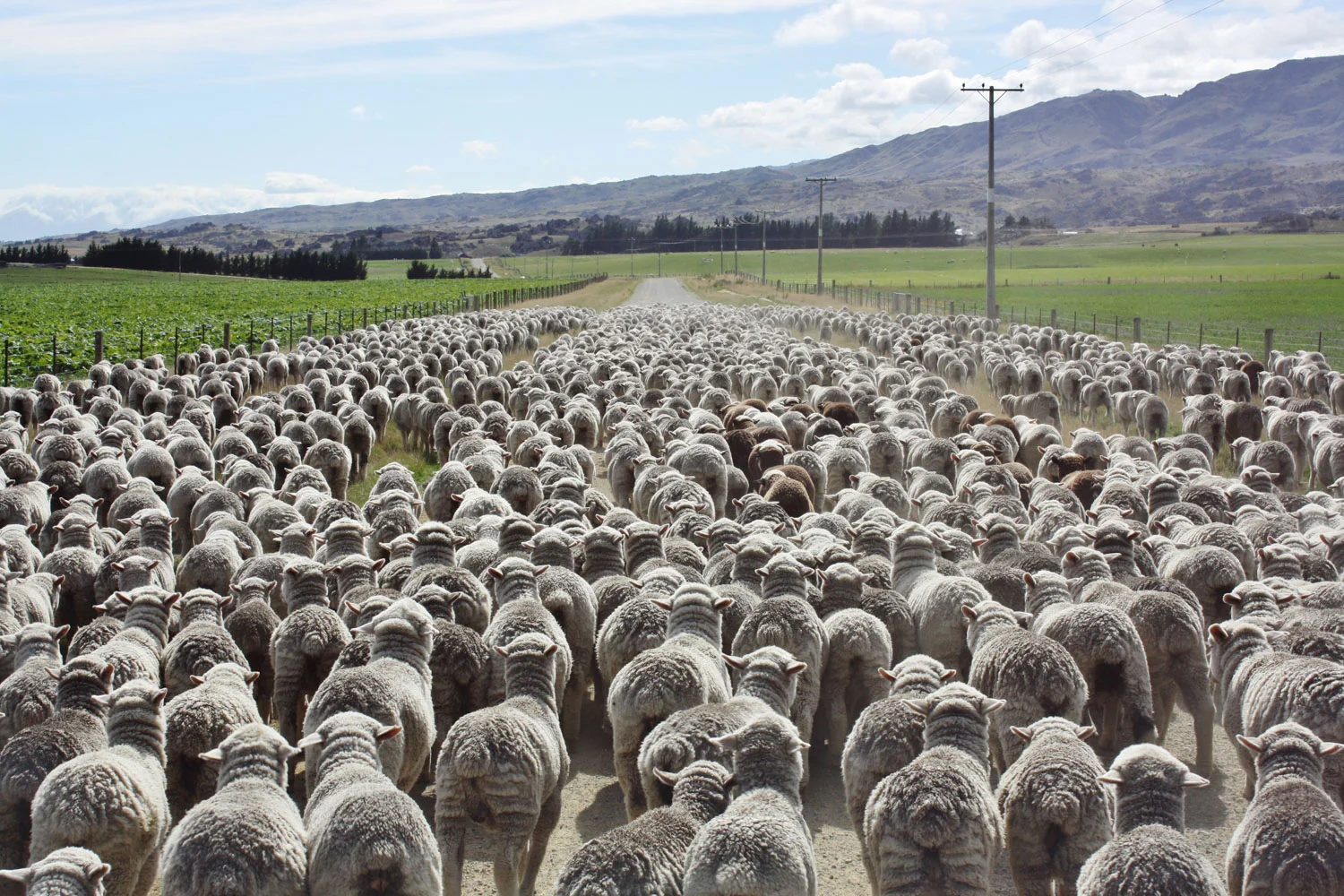 merino-hoggets 
