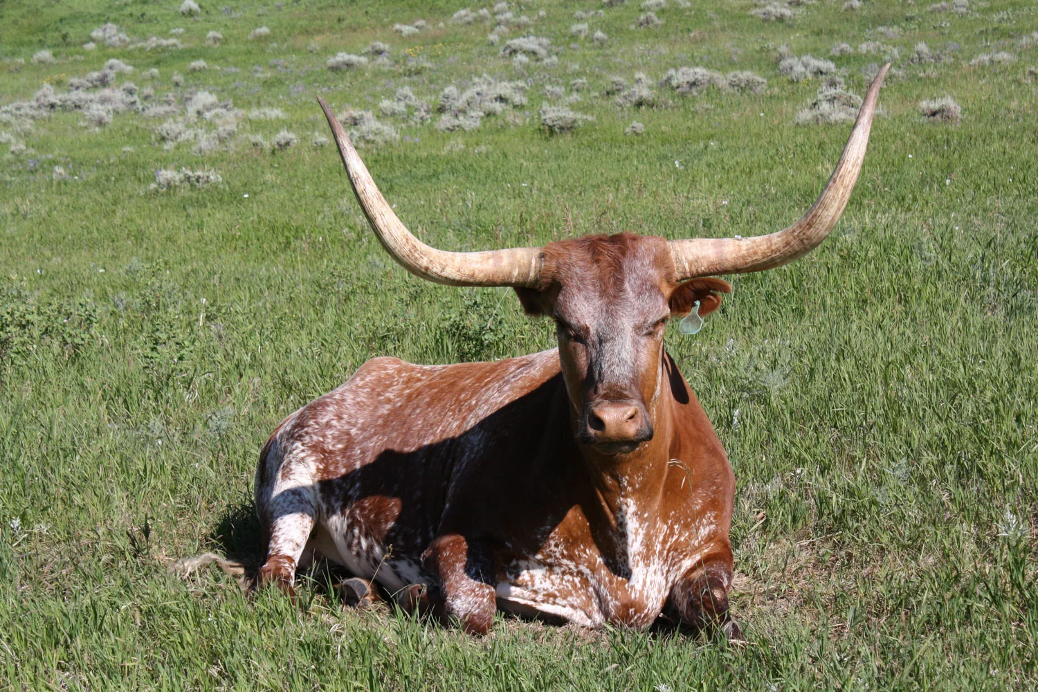 longhorn