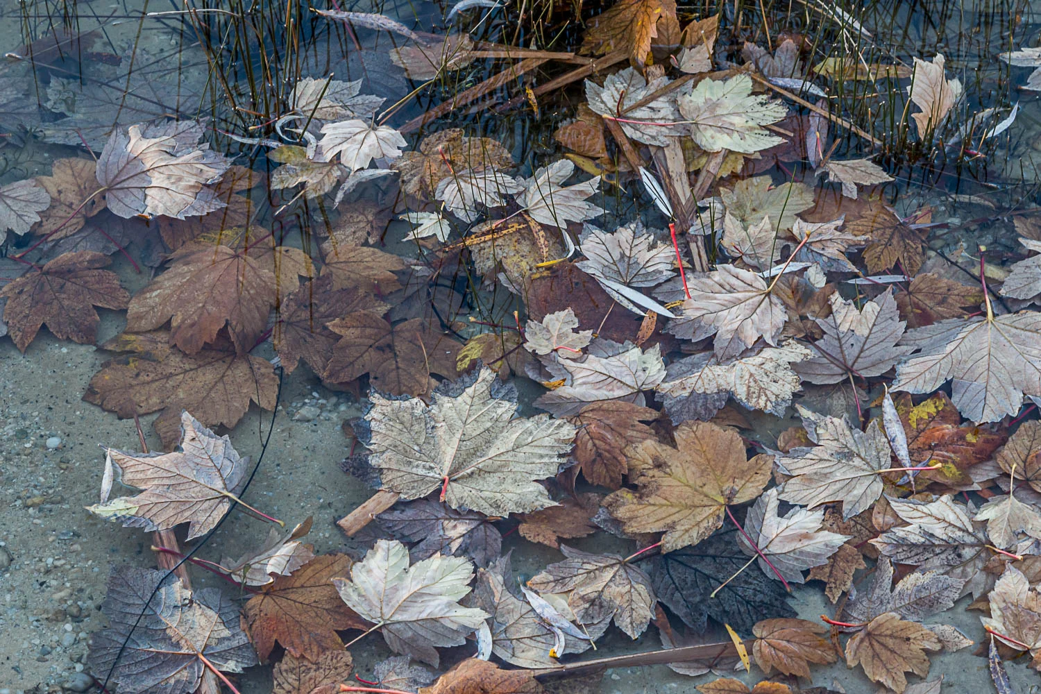 leaf-puddle