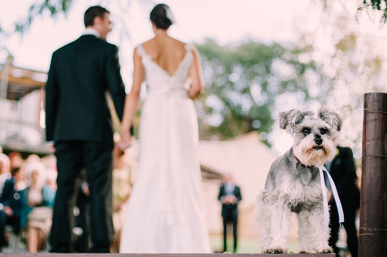 Fremantle Wedding Photograph brides dog.jpg