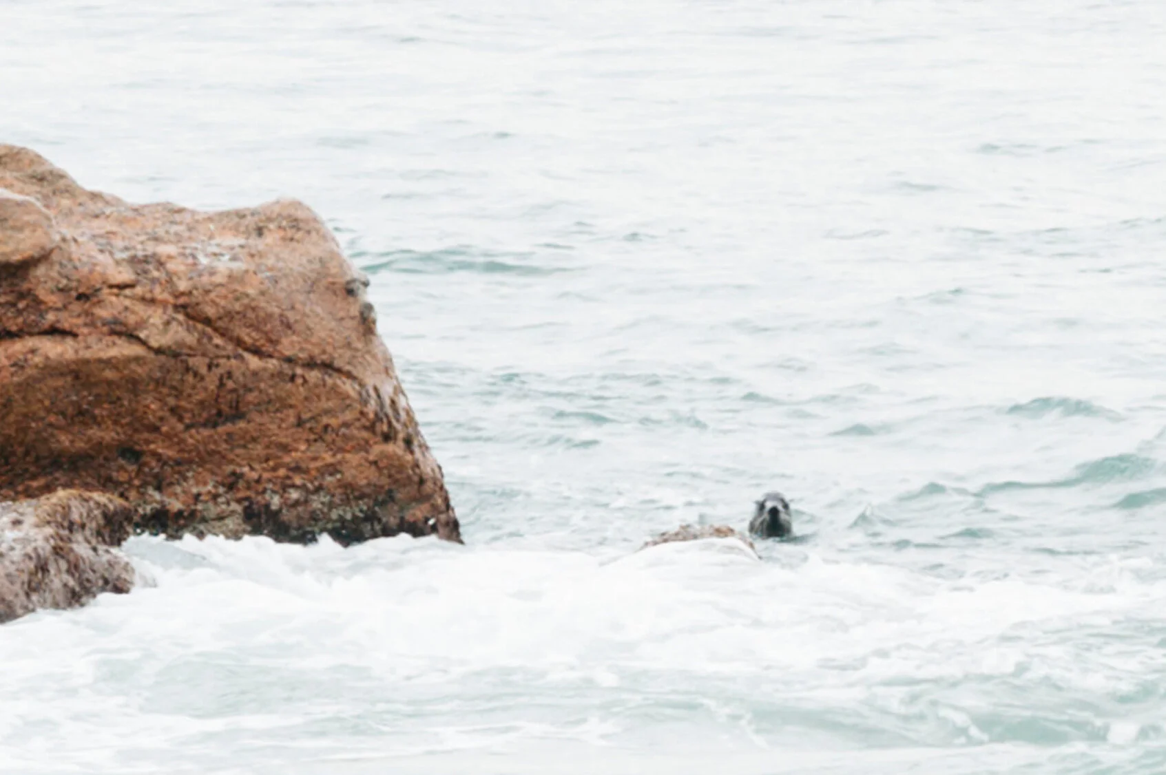 seal in sea elopement Margaret River