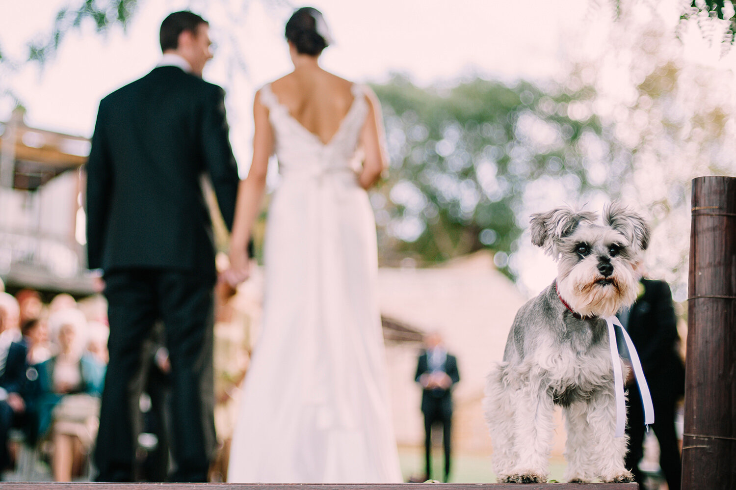 brides dog wedding ceremony Margaret River.JPG