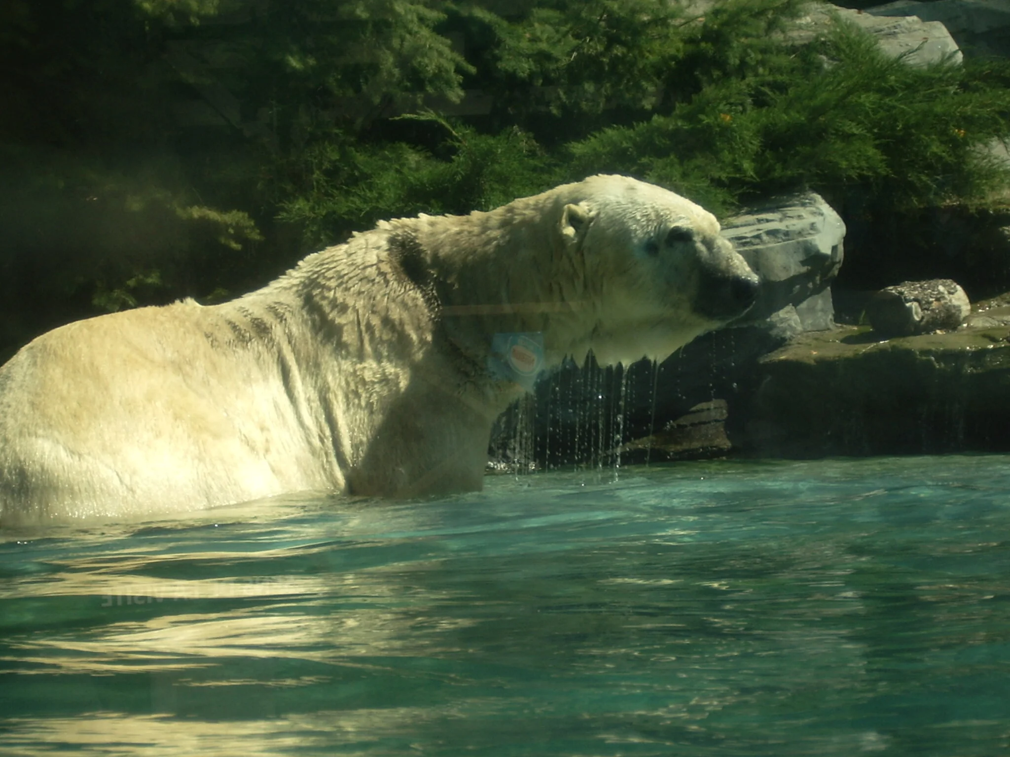 Biodiversity and Nature &nbsp;- CEOs Call on Governments to Act Now &nbsp;