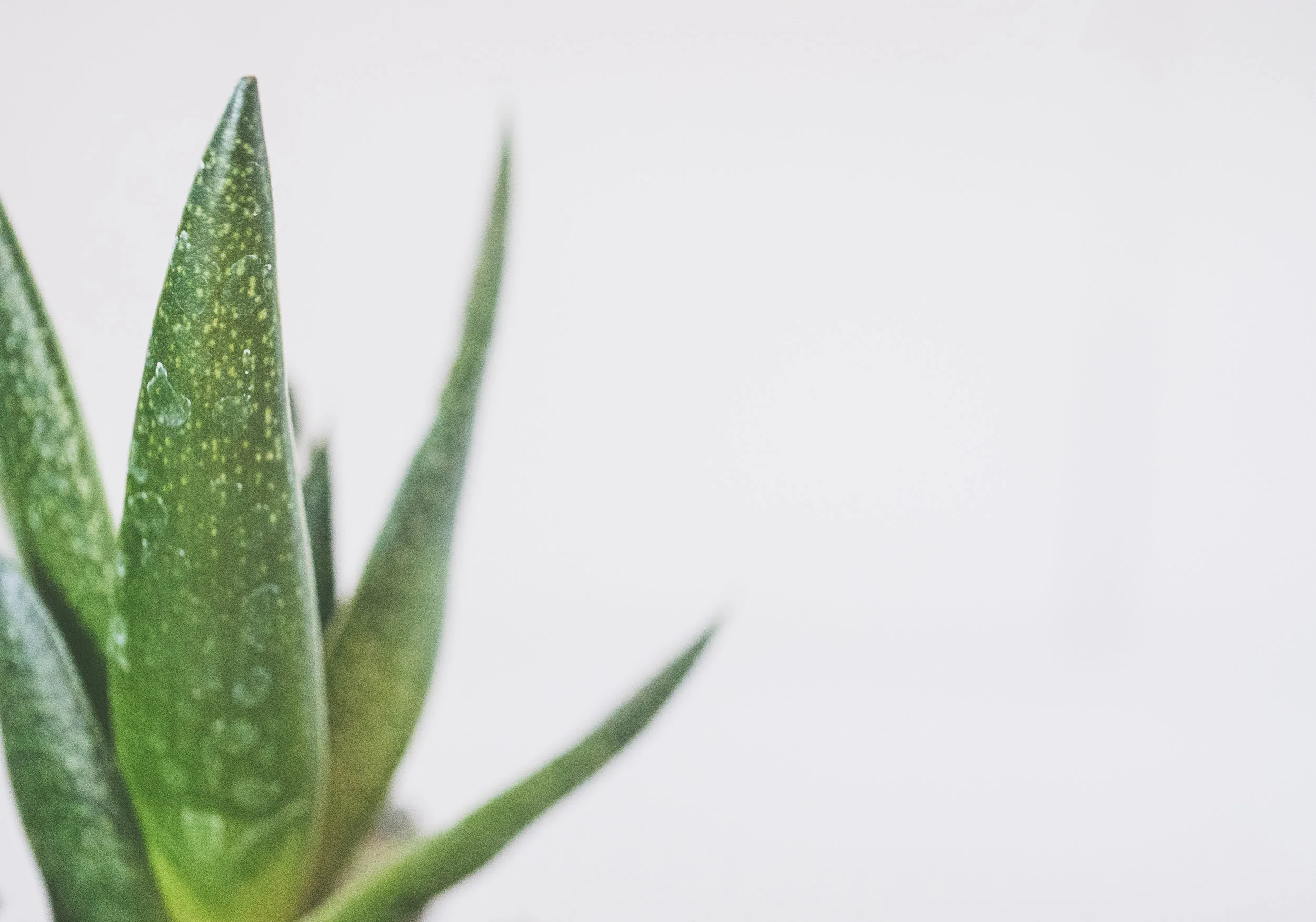 TCM Basics 101: Supermarket Herbs - Aloe Vera