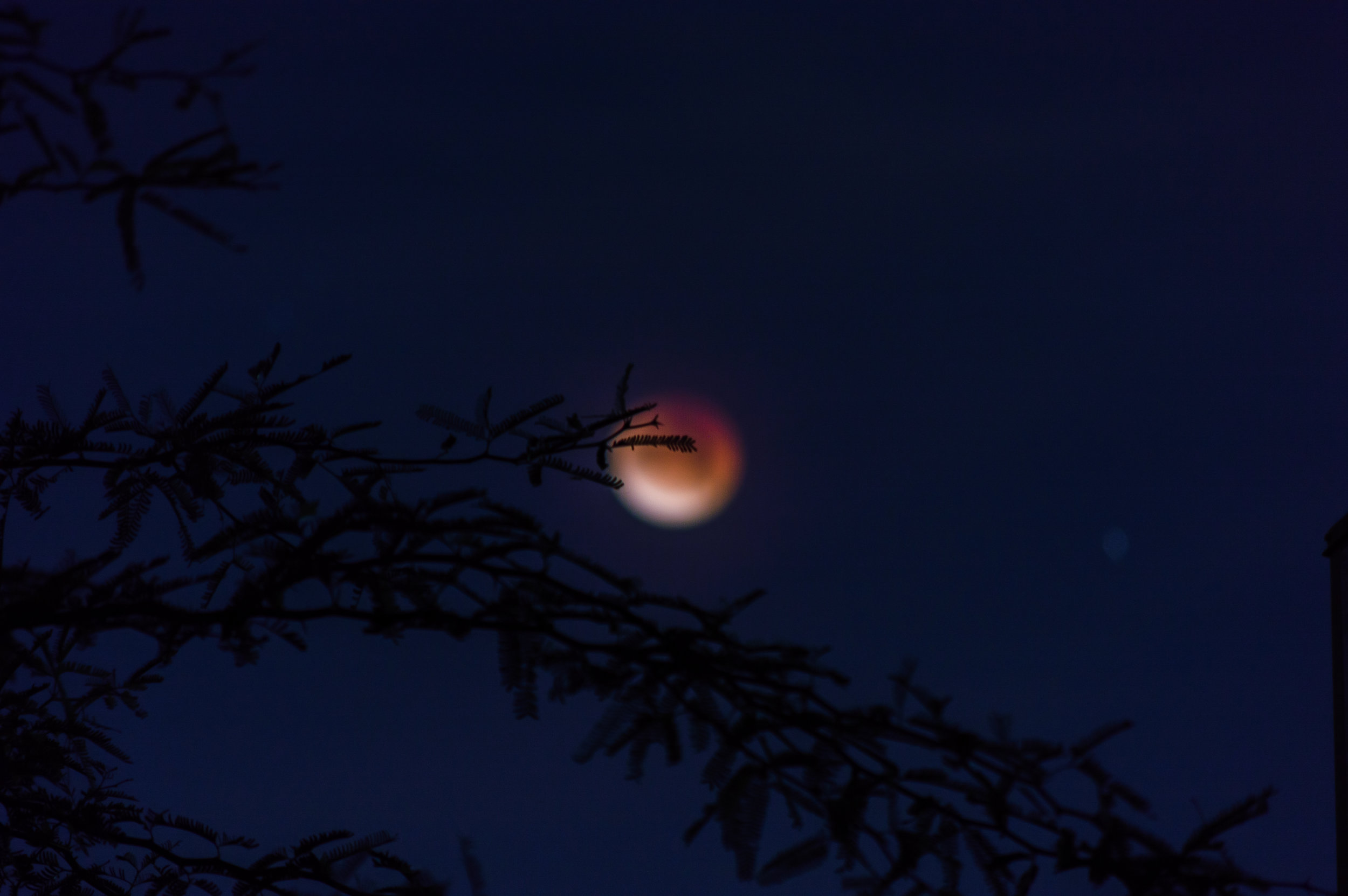 TCM Basics 101: TCM Body Clock Liver 1am to 3am 