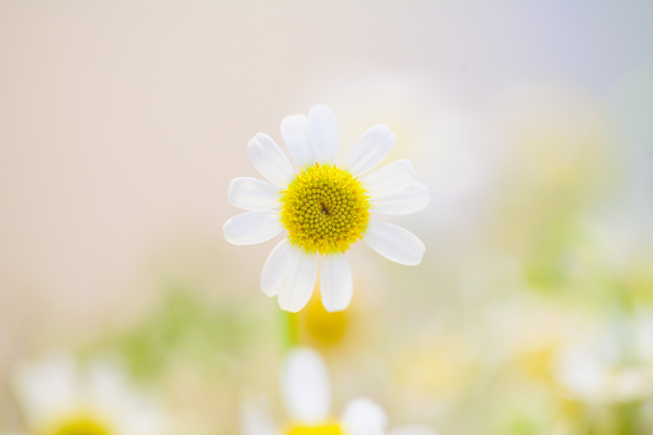 TCM Basics 101: Supermarket Herbs - Chamomile