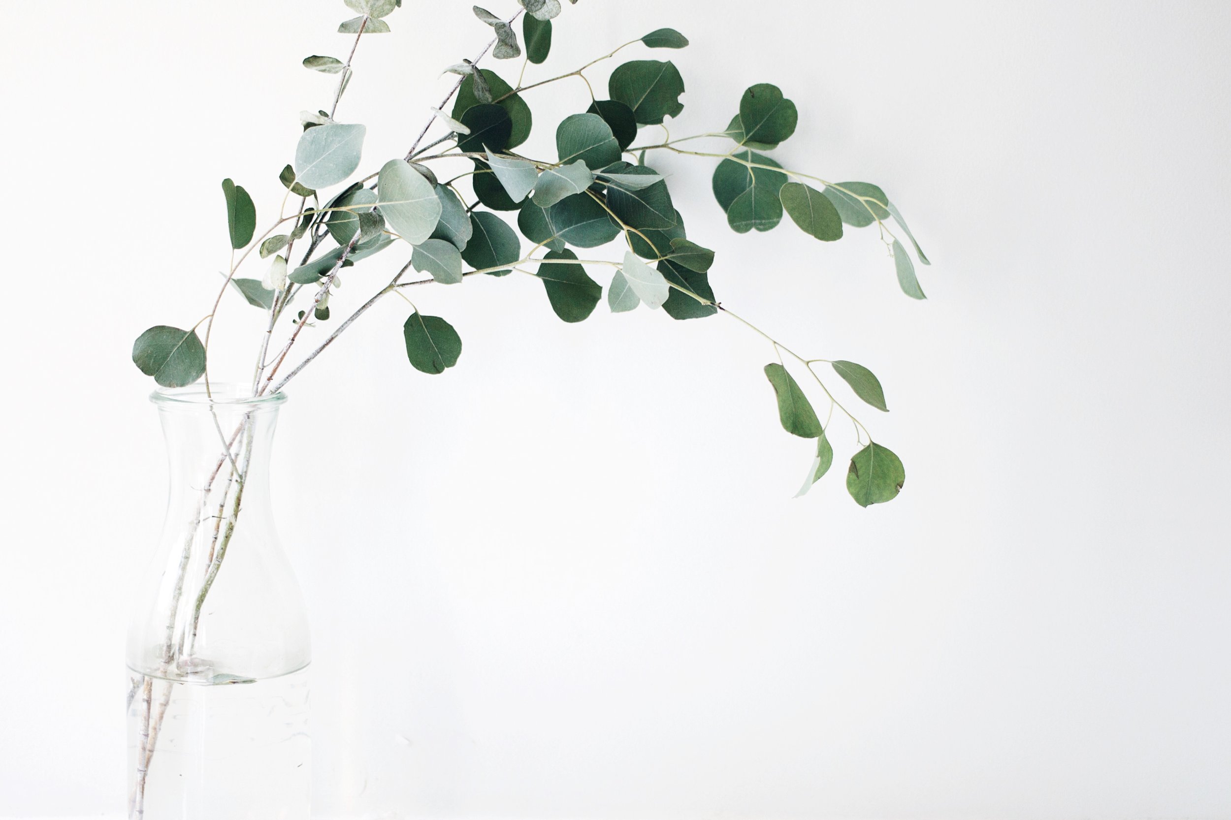 TCM Basics 101: Supermarket Herbs - Eucalyptus