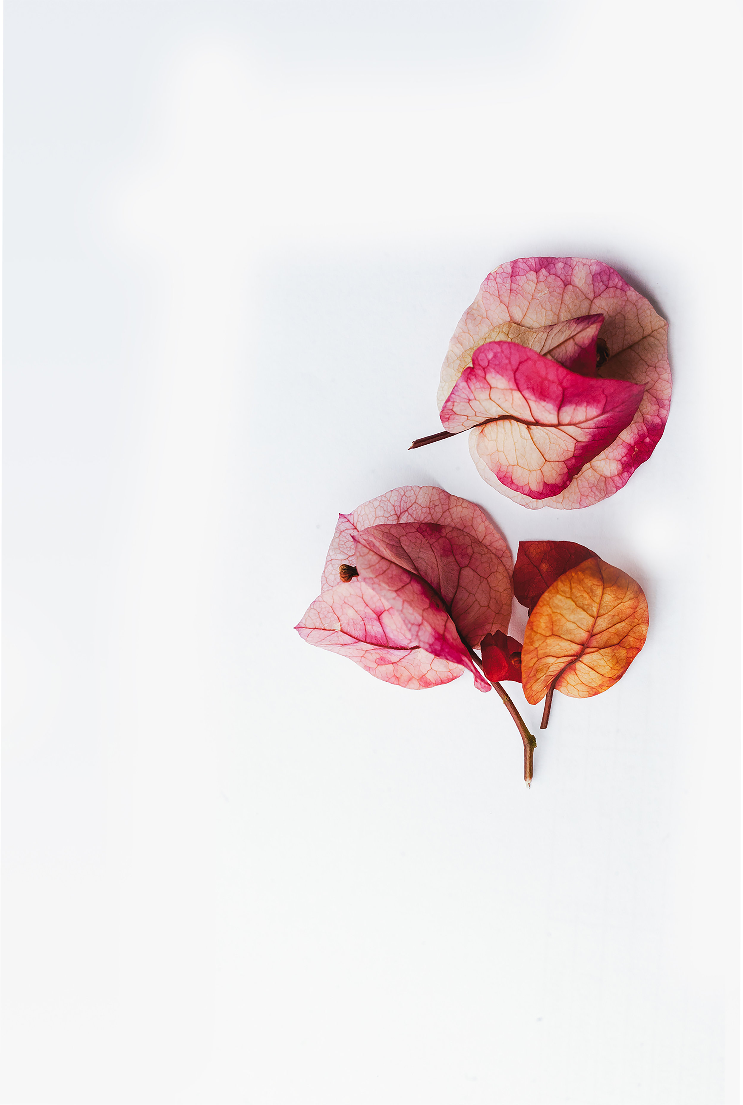 Inner Practice Series: Always a Brand New Moment