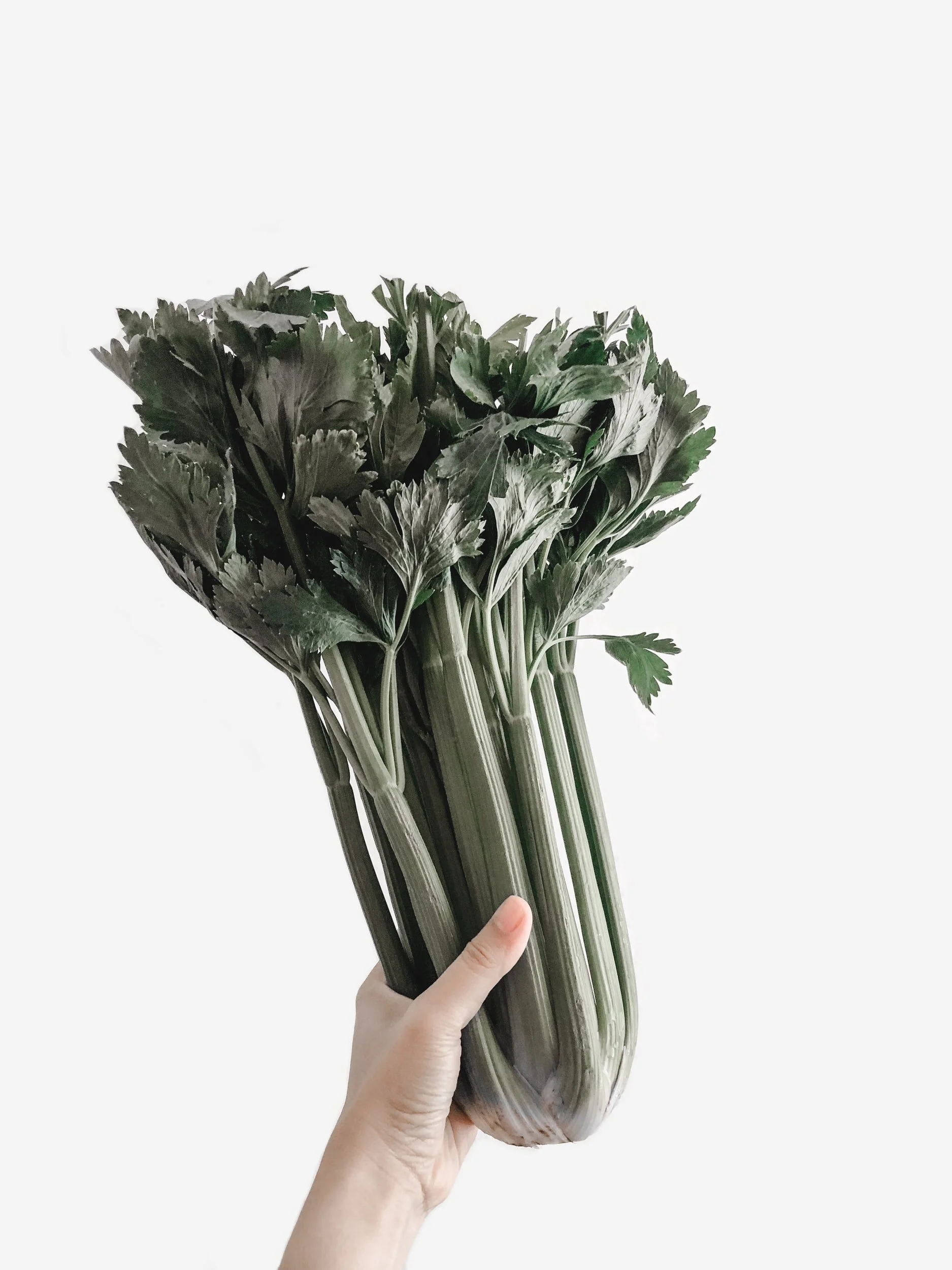 TCM Basics 101: Supermarket Herbs - Celery