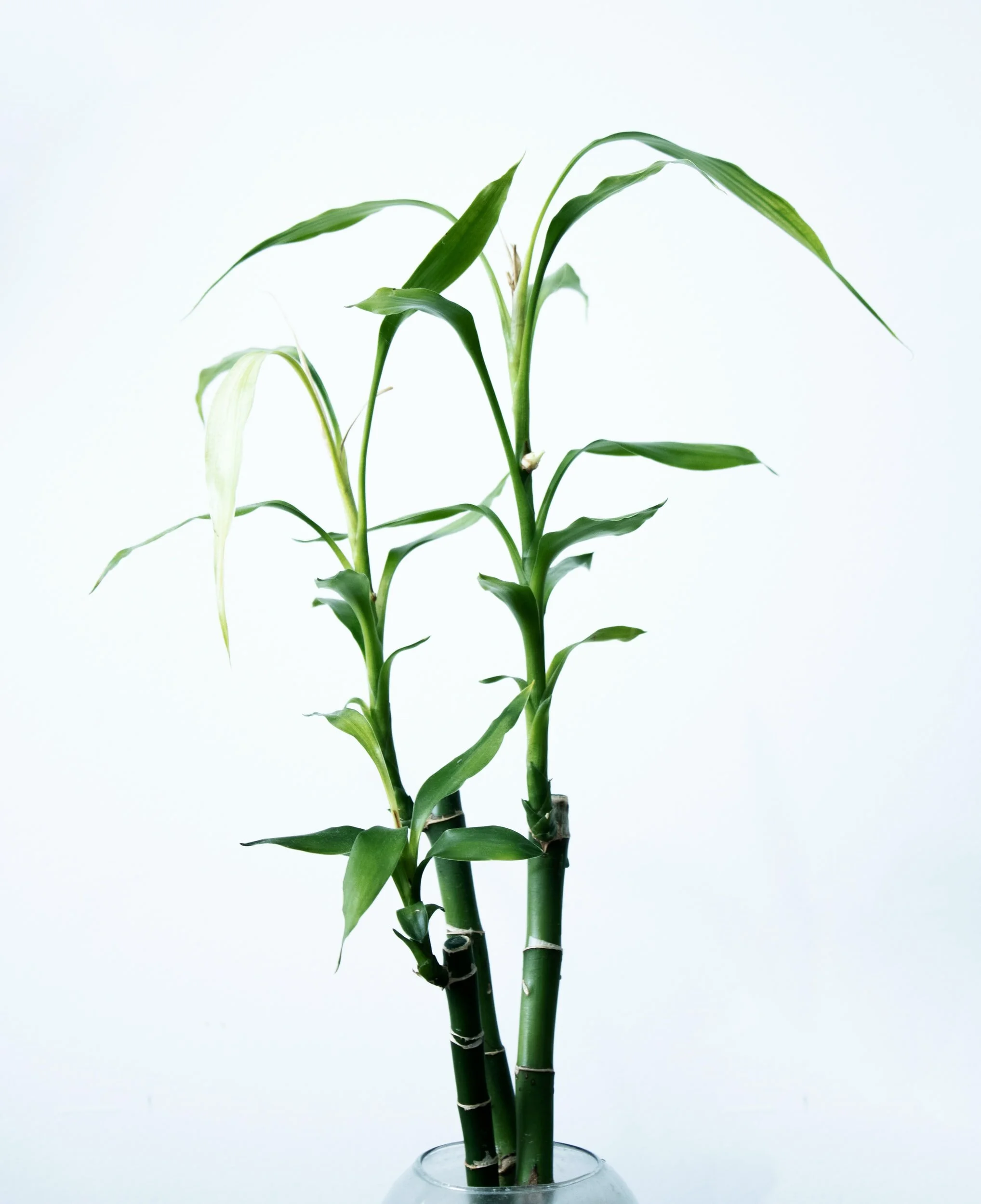 TCM Basics 101: Supermarket Herbs - Bamboo