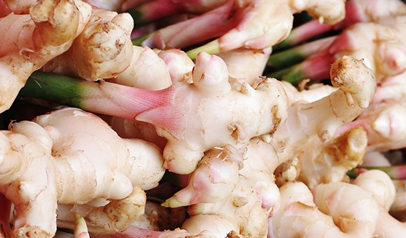 Galangal Blog Dr Xiang Jun Experienced Multidisciplinary Tcm Physician With Doctorate Degree In Acupuncture Chinese Medicine Biomed