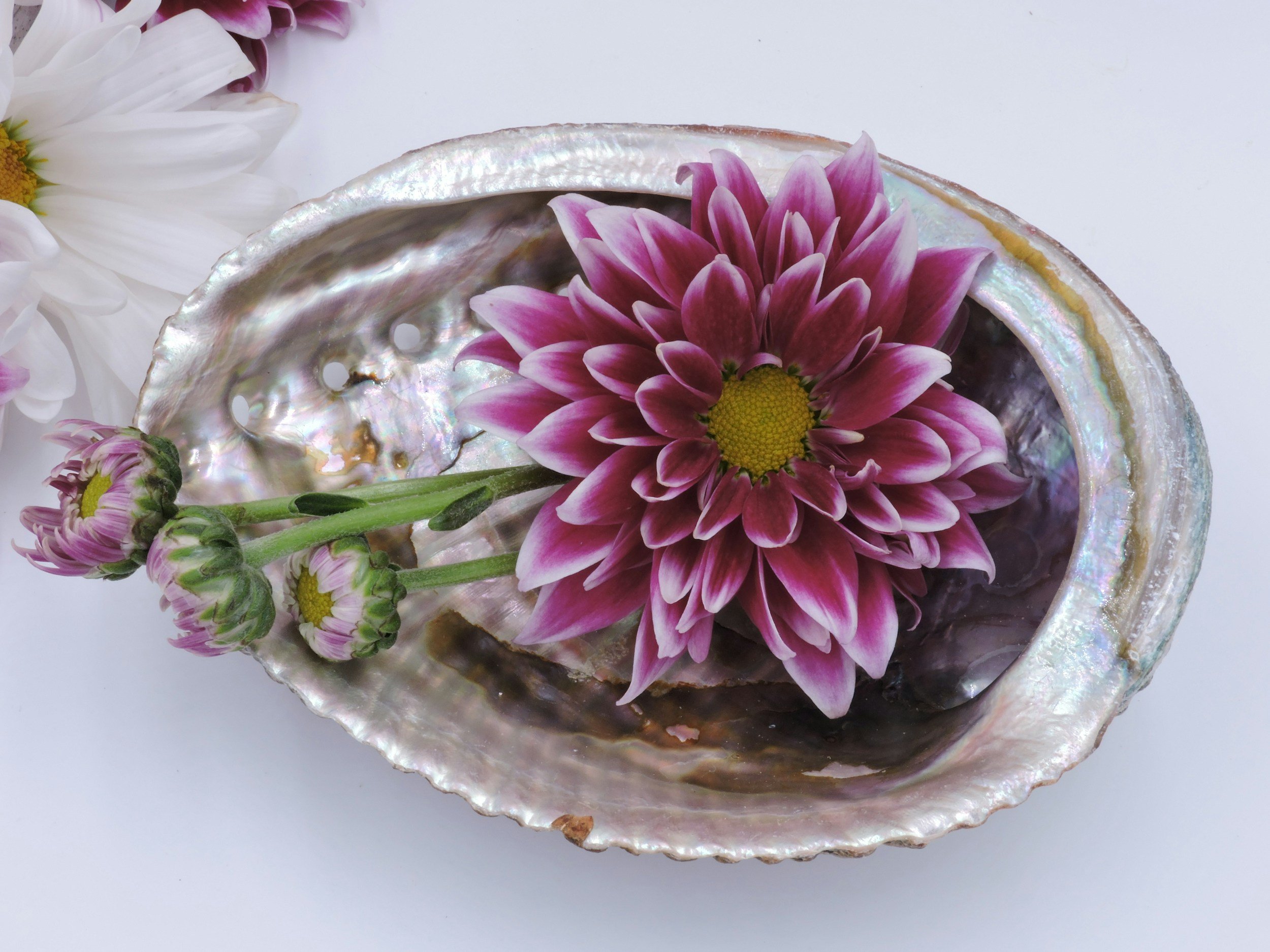 TCM Basics 101: Supermarket Herbs - Abalone Shell