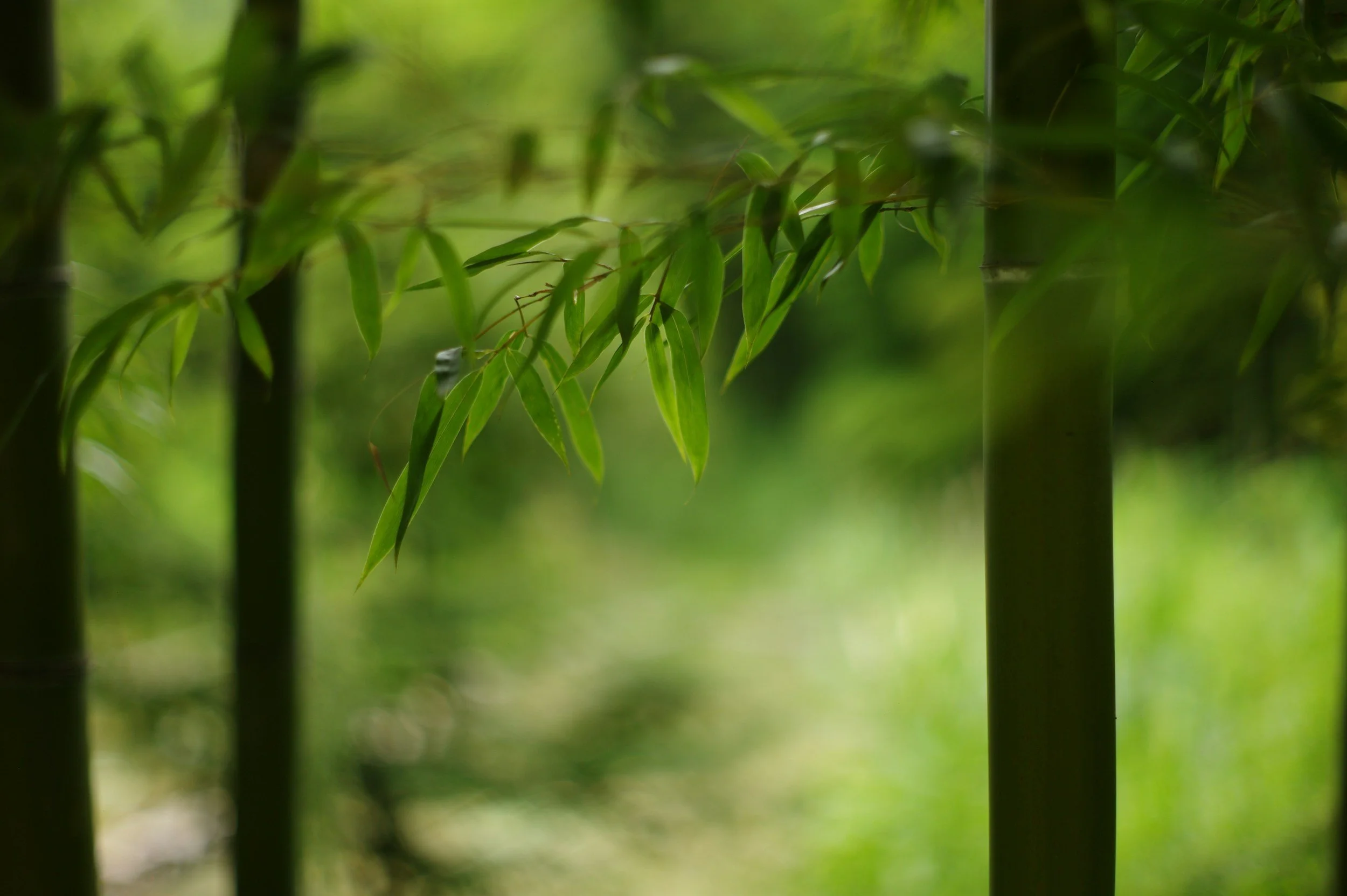TCM Basics 101: Supermarket Herbs - Bamboo Leaves