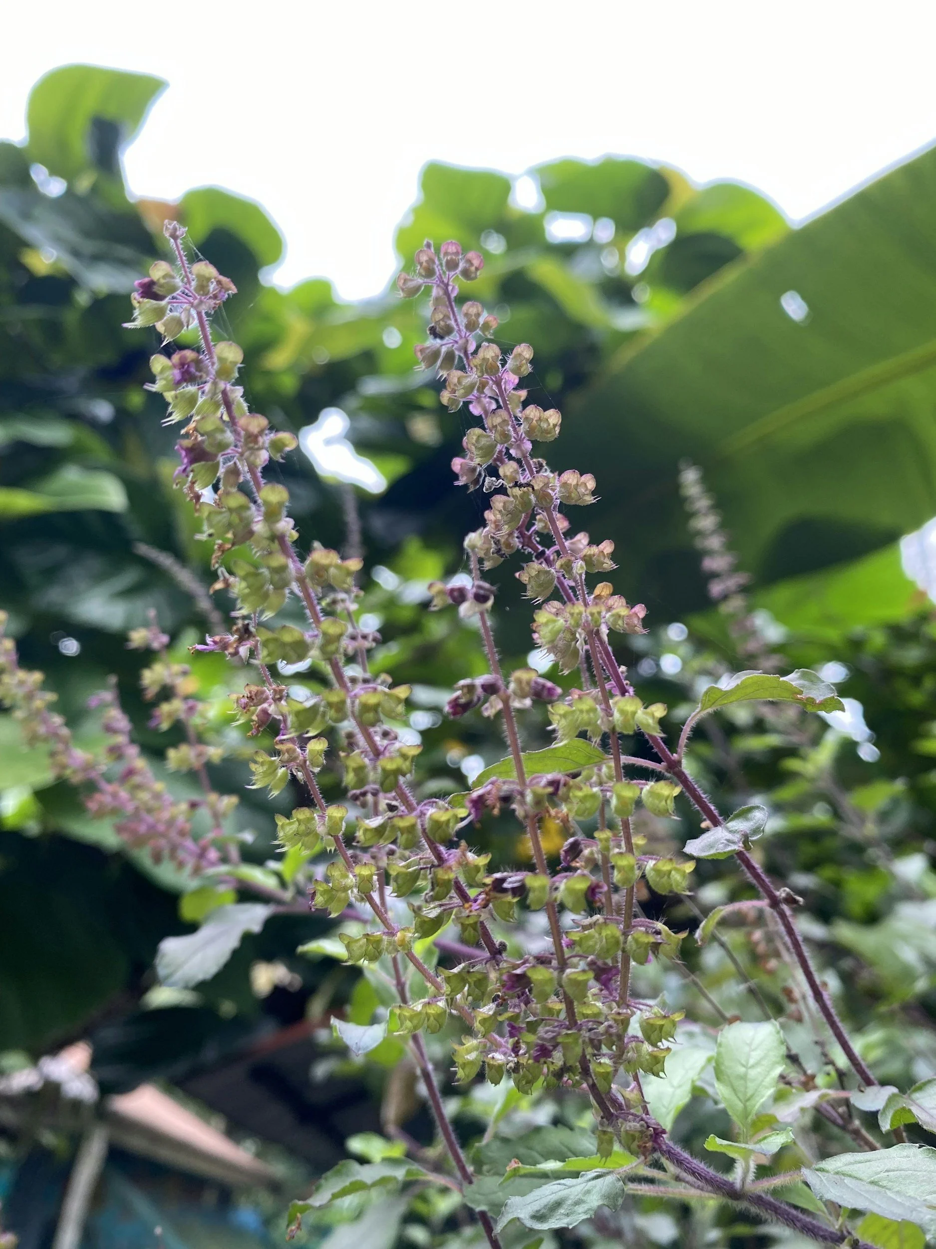 TCM Basics 101: Supermarket Herbs - Holy Basil Tulsi