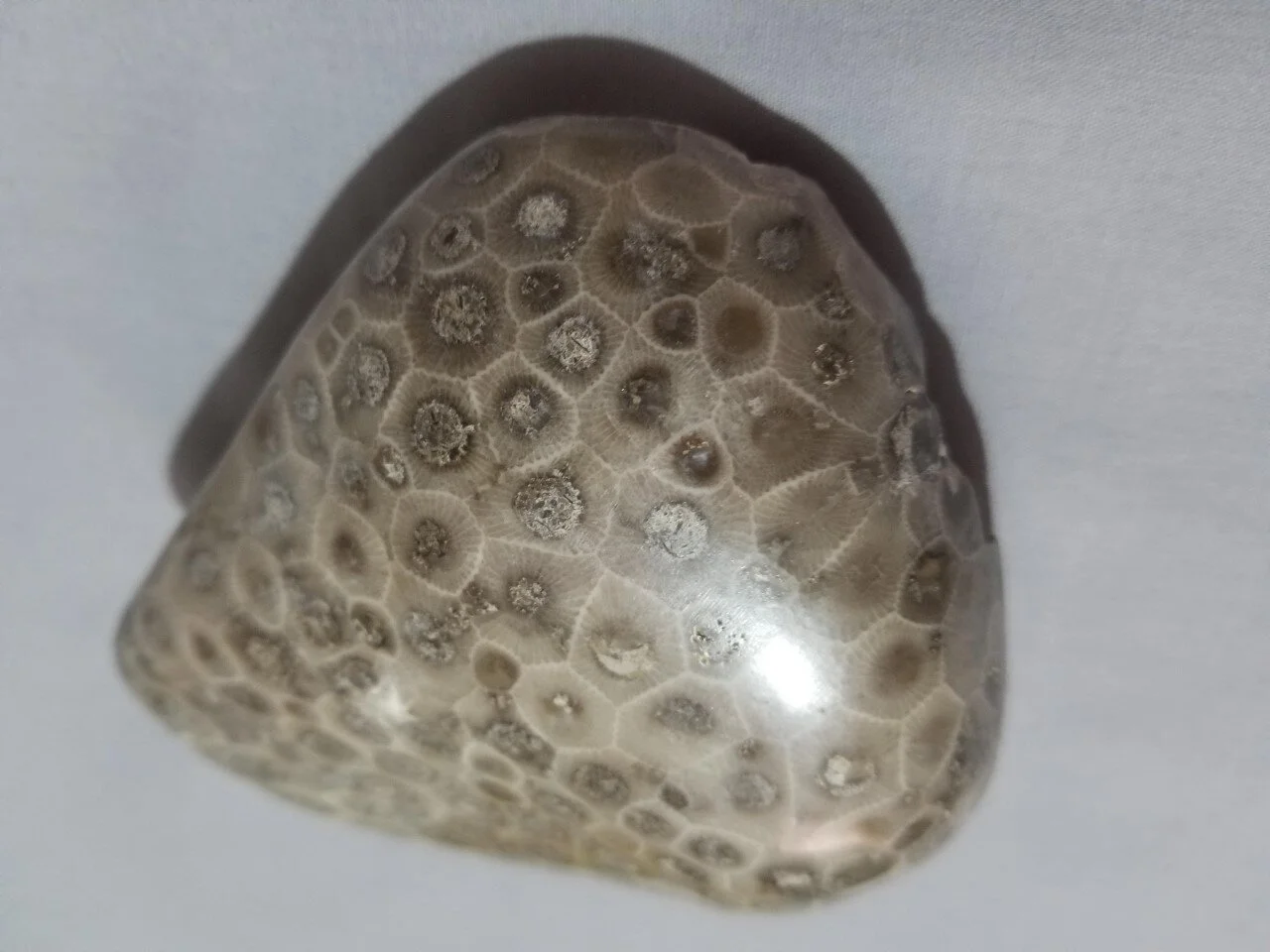Polished Petoskey Stone