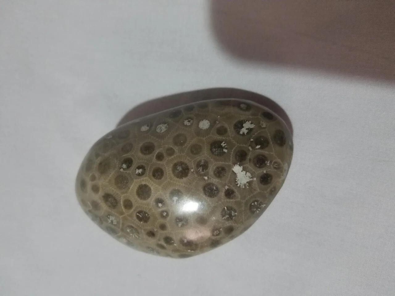 Polished Petoskey Stone