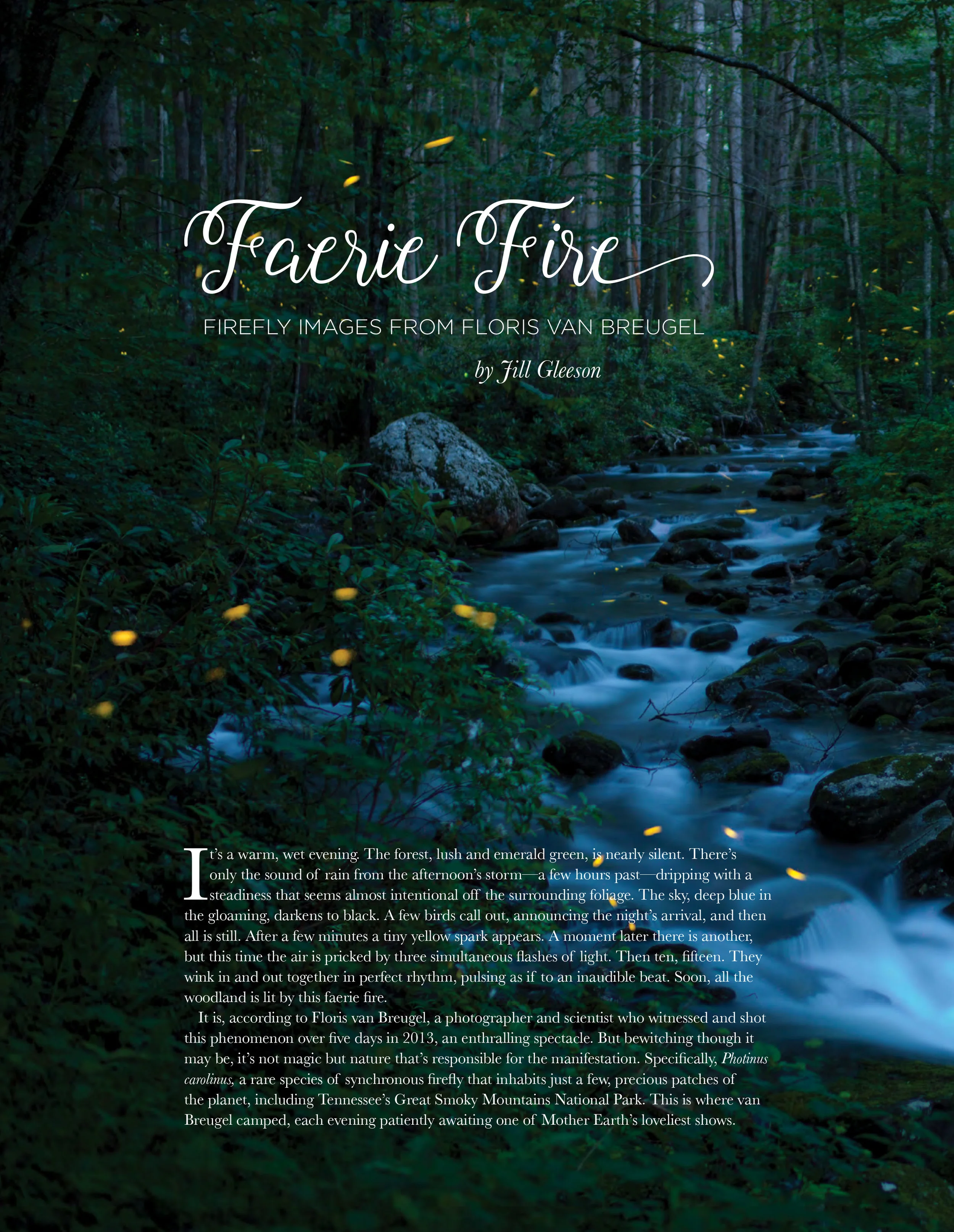 Fireflies.jpg