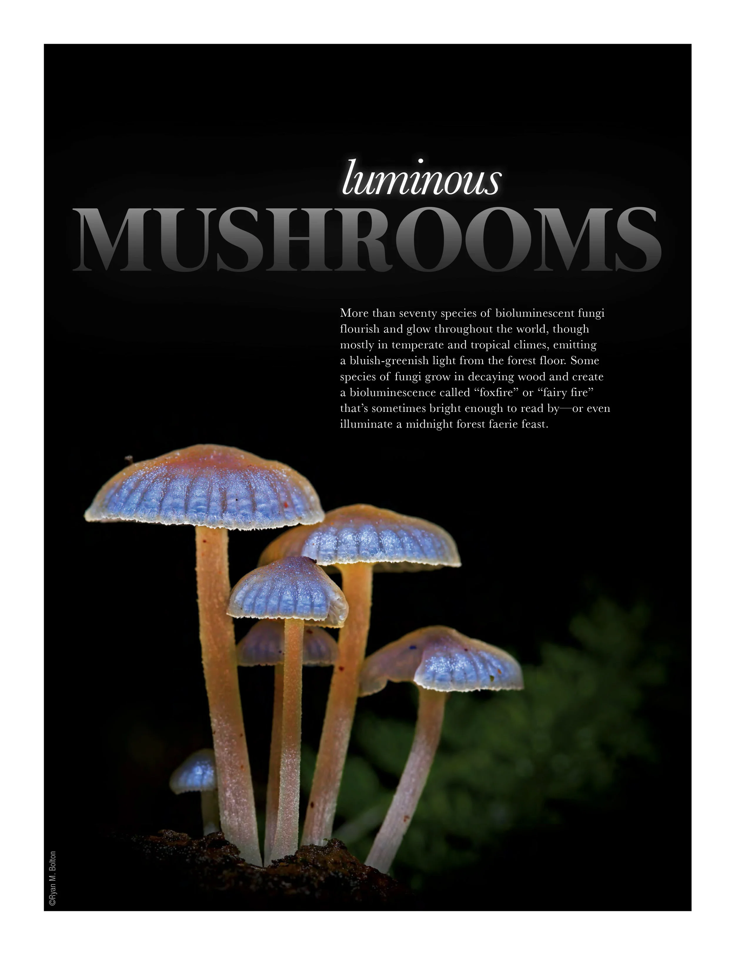 Luminous Mushrooms.jpg
