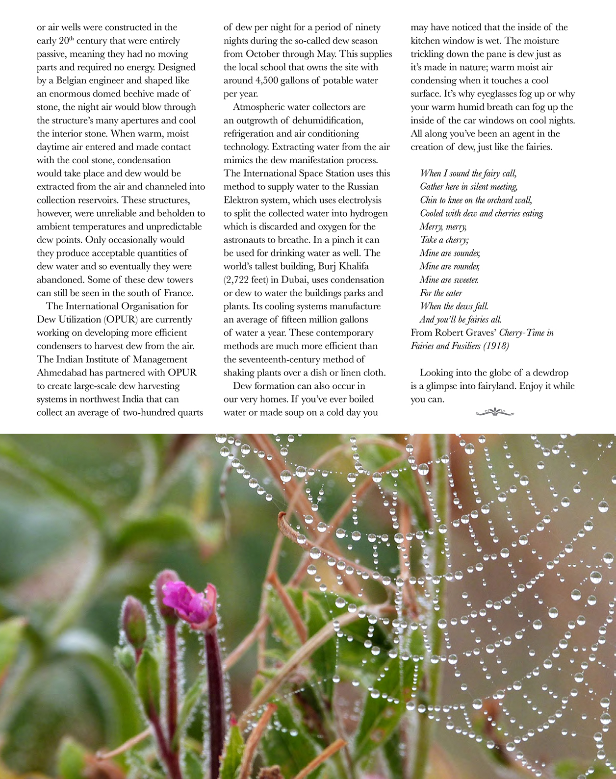 Dew 3.jpg