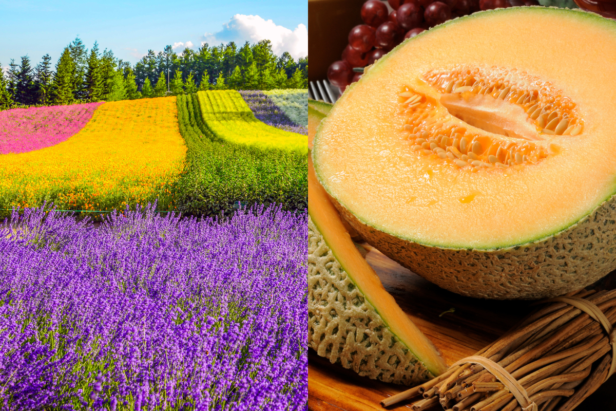 The 6 Best Spots to Enjoy Furano Melon: A Local's Recommendations
