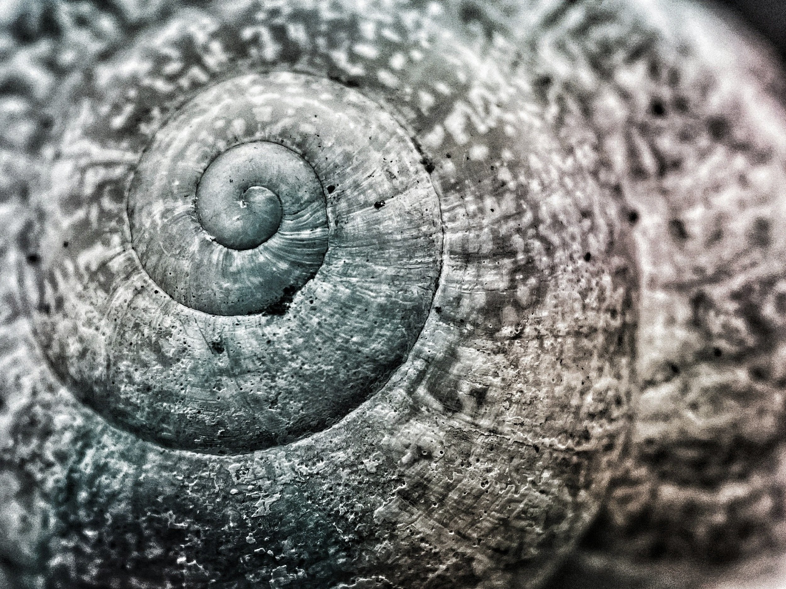 Spiral shell representing repetitive OCD cycle and intrusive thoughts