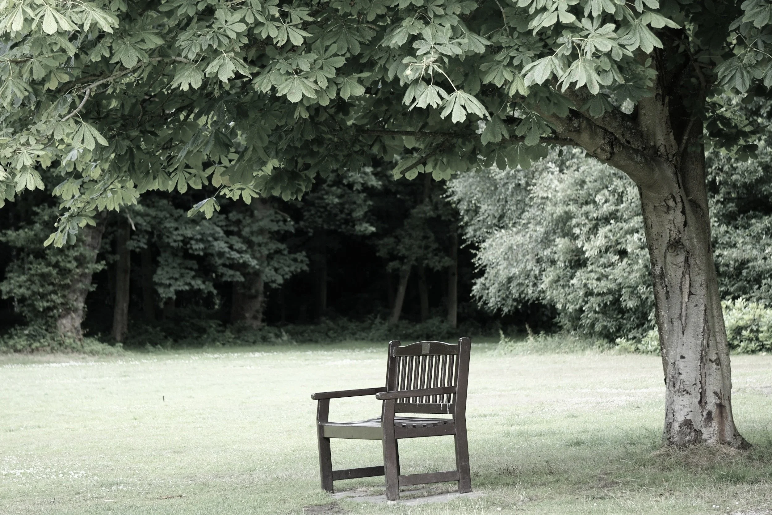 Empty chair under tree — anxiety therapy Northern Virginia