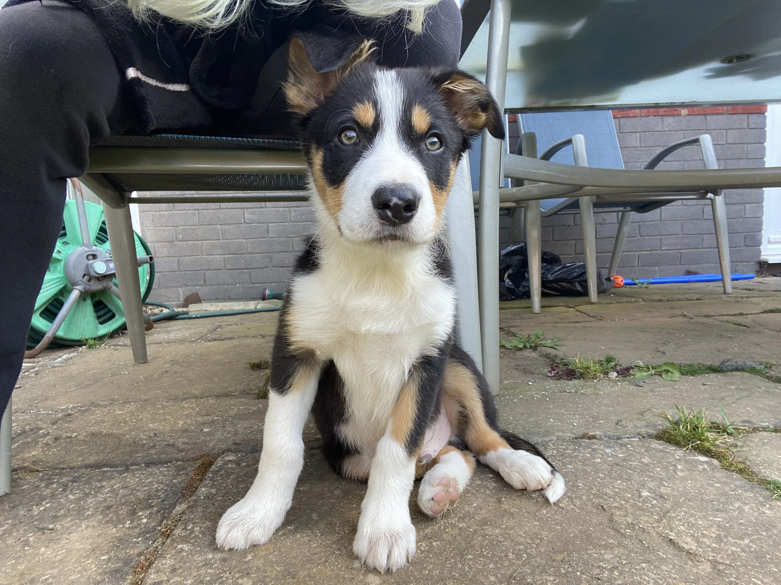 Week 2 + a few side notes Raising a Puppy During Lockdown — Pawticularly