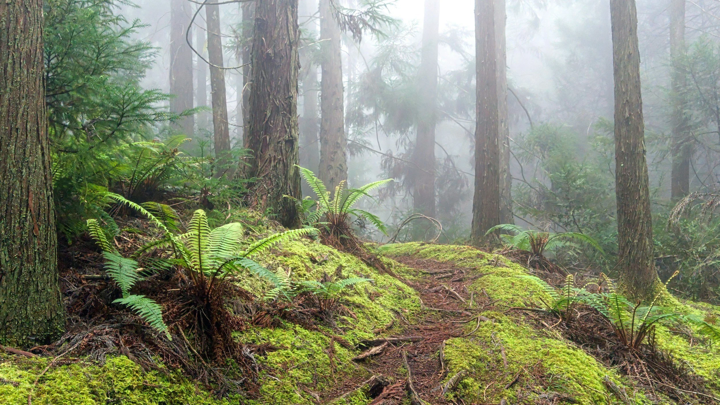 Shinrin-Yoku: The Japanese Art of Forest Bathing