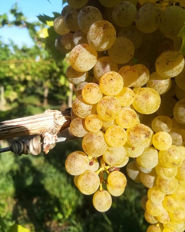 Throwback zur letzten Lese und unserem Rivaner bei seinem letzten Sonnenbad ☀️ .
.
.
#rivaner #herbst #sonne #lese #mosel #kenn #trier #moselwines #germanwines #berndschu #maximinerhof