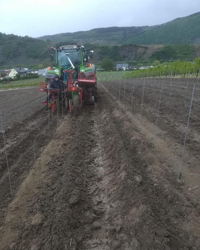 Tolle Neuigkeiten: wir haben 5000 neue Rebst&ouml;cke Riesling gepflanzt! 🤩 kommende Woche gehen die Arbeiten weiter. Wollen wir hoffen, dass es ausreichend regnet damit die jungen Reben sch&ouml;n gedeihen k&ouml;nnen 🌱
.
.
.
#riesling #rebst&ouml