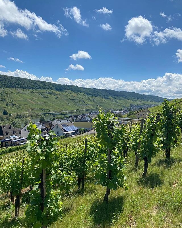 Der vielleicht sch&ouml;nste Arbeitsplatz der Welt! 🌞 .
.
.
#mosel #moselweine #deutscheweine #riesling #maximinerhof #berndschu #weinberge #reben #weinreben #arbeitsplatz #natur #weinliebhaber