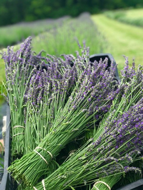 Dried Lavender - Field Bunch — Ave Maria Farms