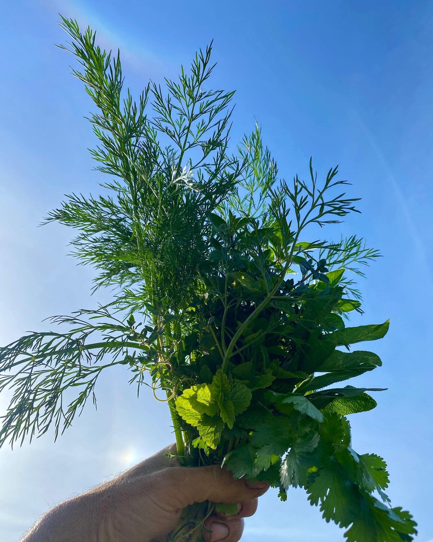 ...and don&rsquo;t miss out on all these gorgeous herbs either, lots and lots available this week 🌱🌿

Order online by Thursday at 8am for deliveries to London, Stratford, KW &amp; Toronto. Link in Bio for more info. 
#wedigwhatyoueat .
.
.
#localfo