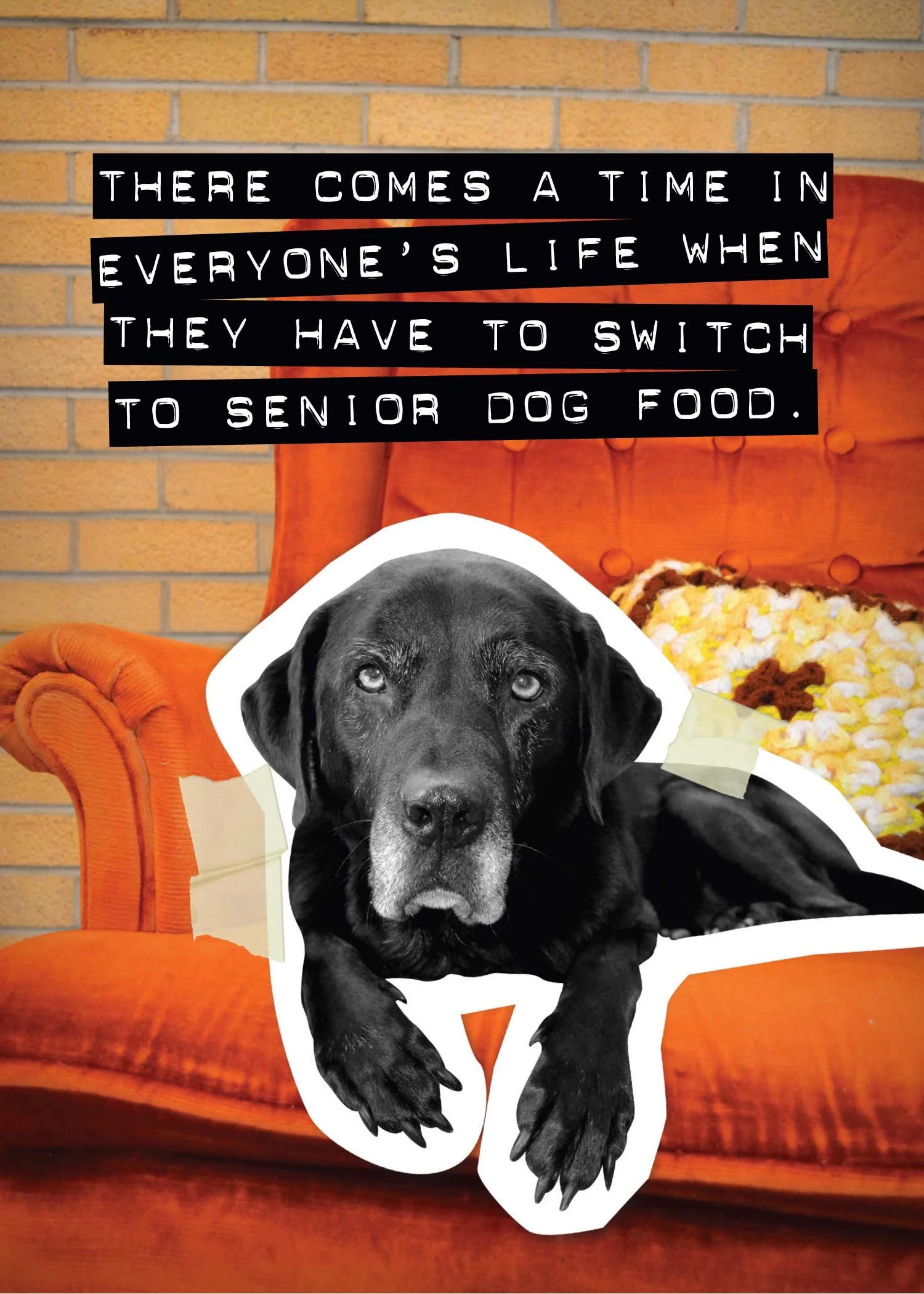 A black senior dog lying on an orange armchair with a brick wall background, featuring a humorous sign about transitioning to senior dog food.