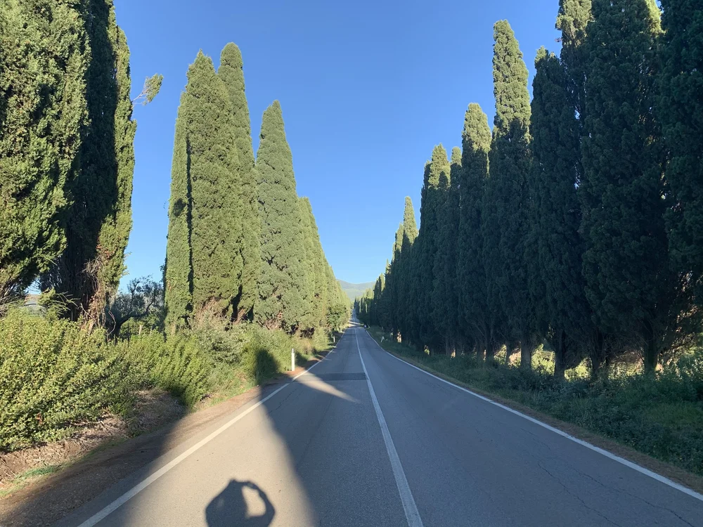 Famed cypress lined roads of Bolgheri