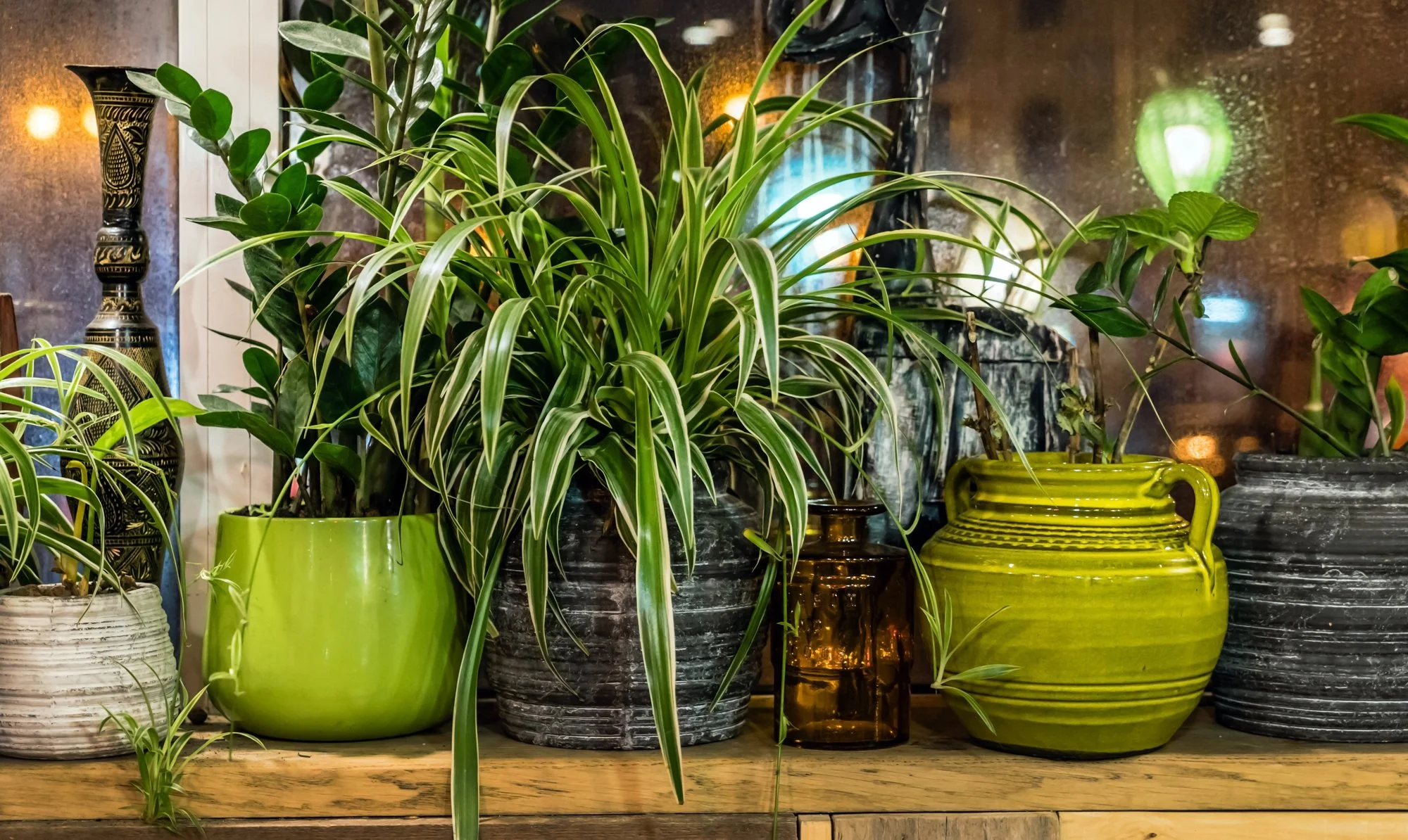 Plants for Your Dorm