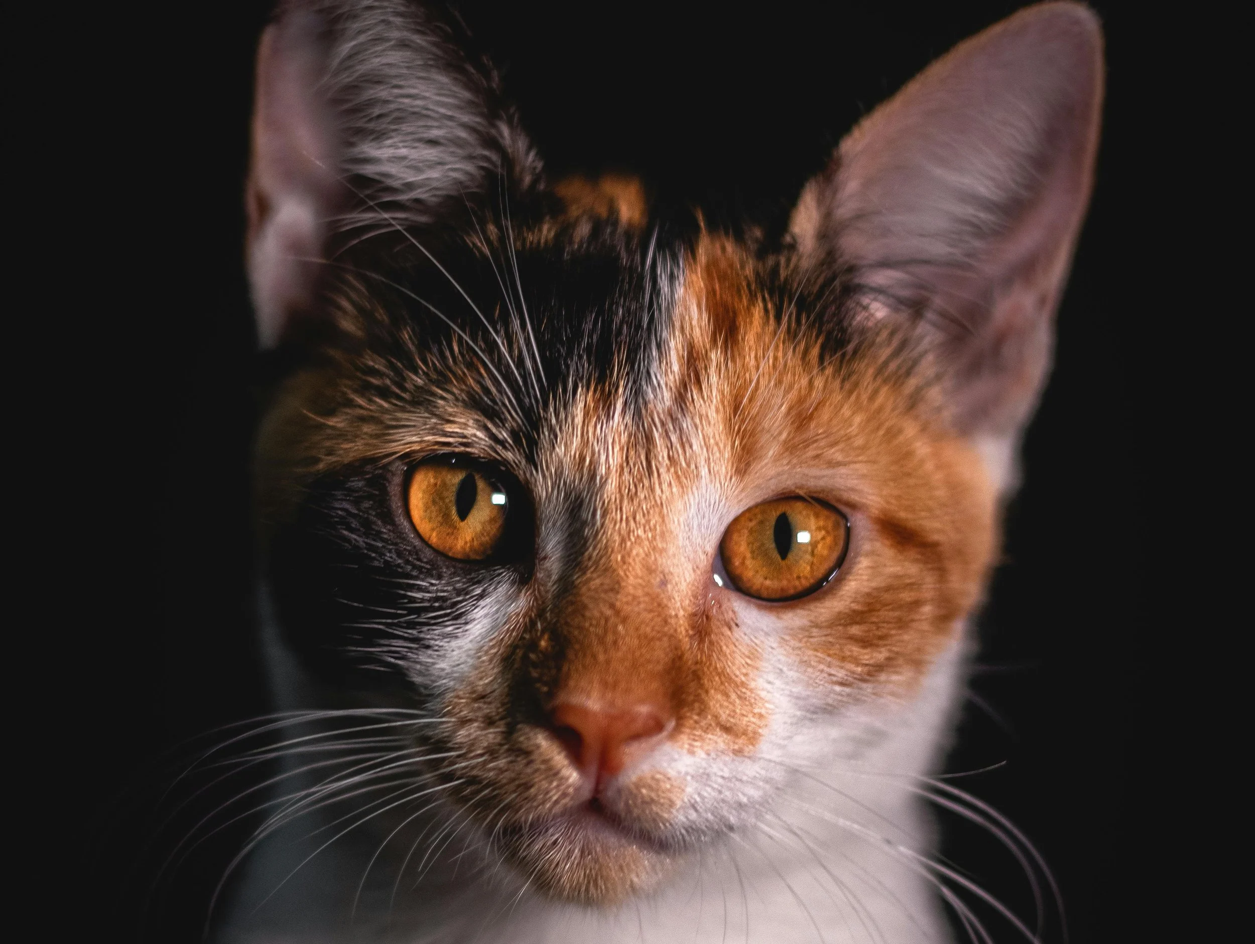 Midterms, Mayhem, and... Magic? Part 2