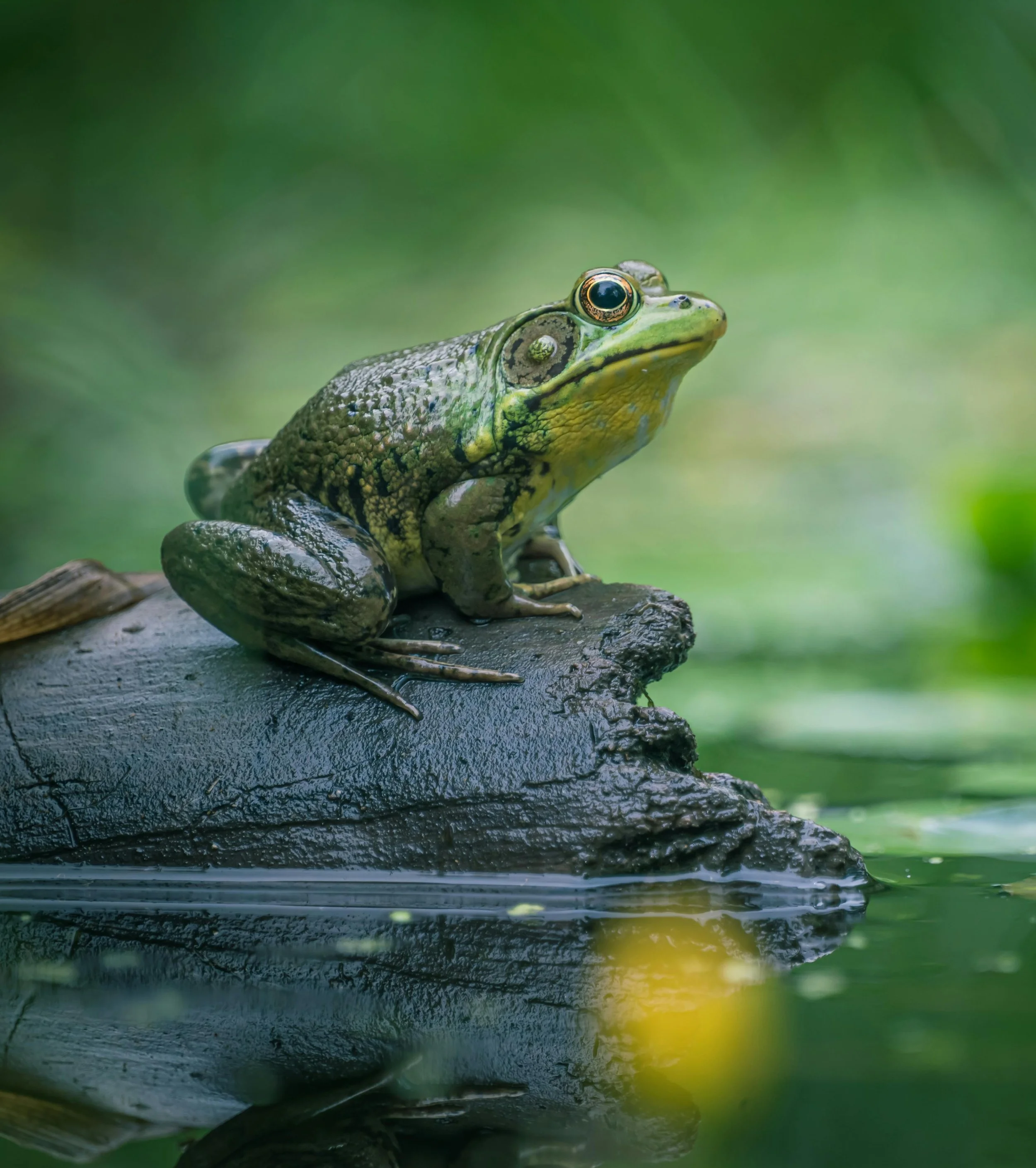 Leaping away from human destruction: A poem